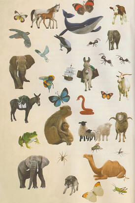 Animals Mentioned in the Qur'an with Stories - 5