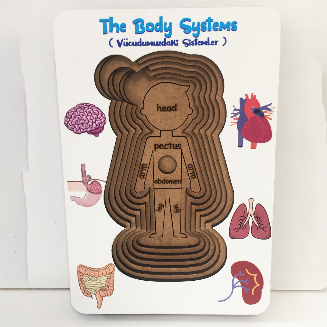 Systems in Our Body Puzzle - English and Turkish - Boy Puzzle - Educational Toy for Ages 5 and Above - 4